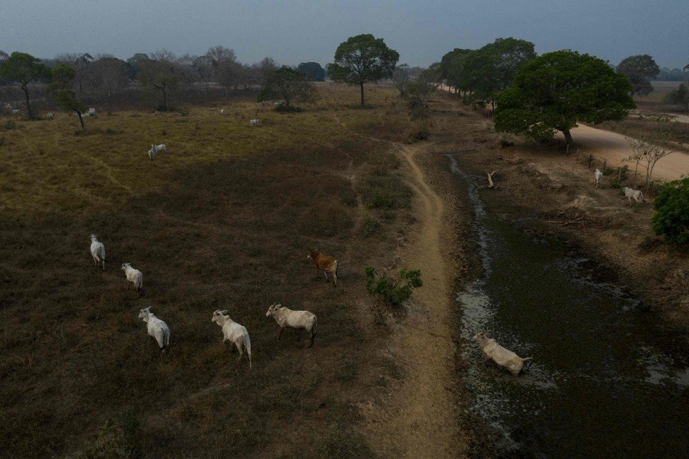 Juiz bloqueia quatro fazendas no Pantanal por desmatamento ilegal