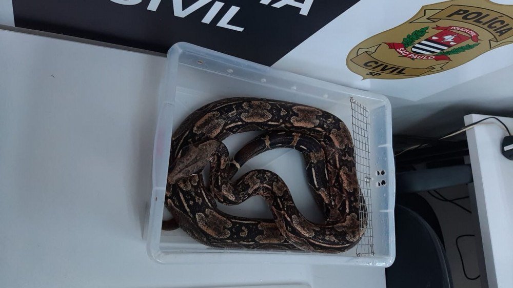 DPPC det&eacute;m estudante que armazenava ilegalmente cobras em casa 