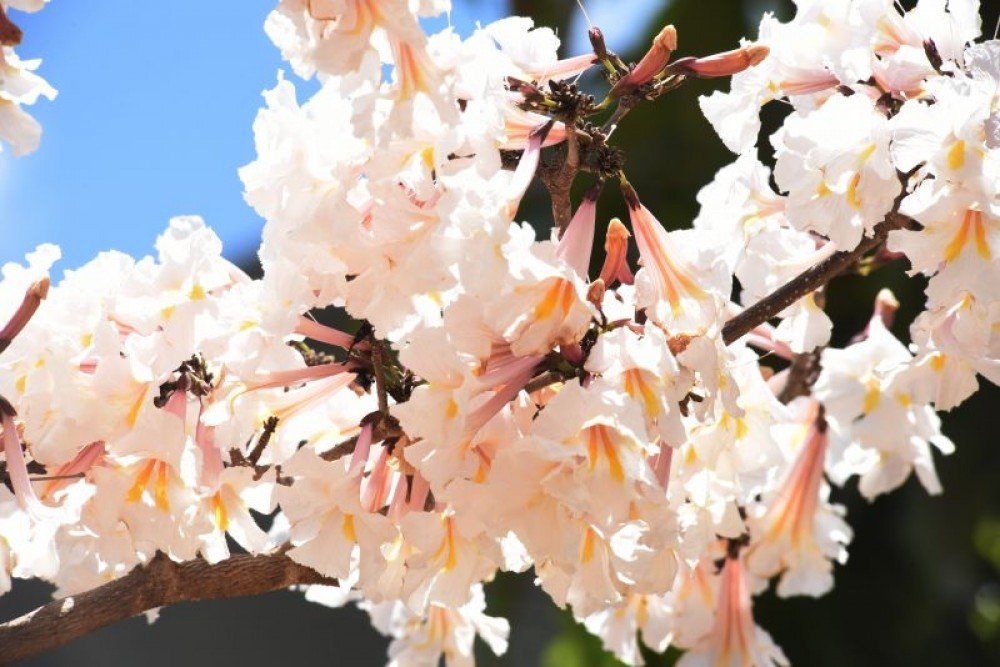 Com chegada da primavera, flores dão cor à capital federal