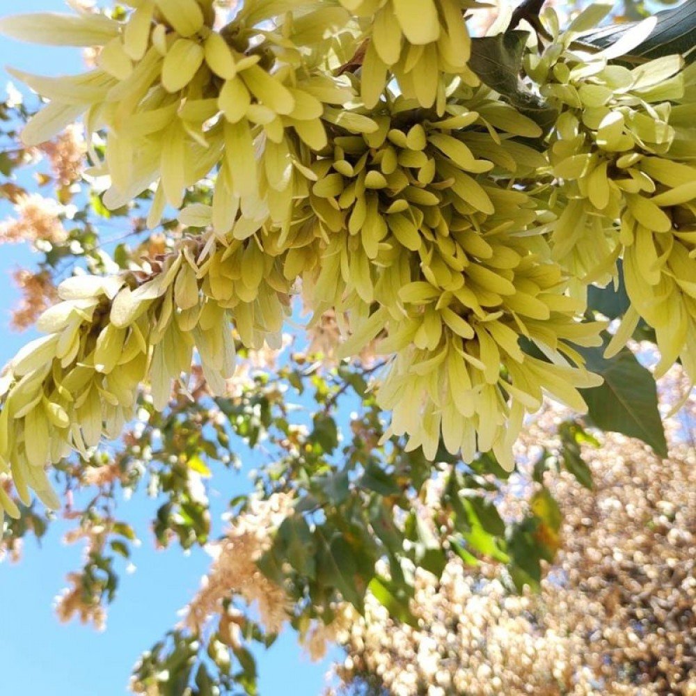 Chegada da primavera traz chuva e flores. Parque do Sudoeste já traz as cores da nova estação.