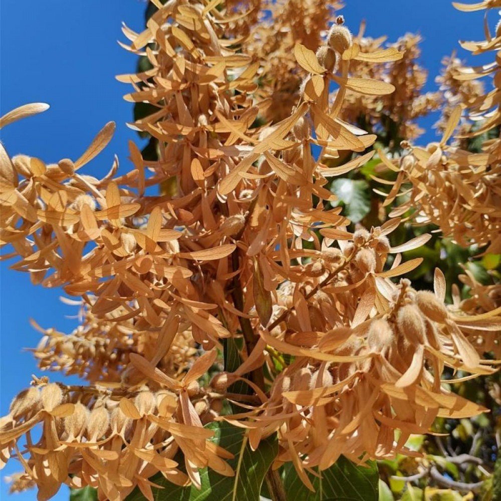 Chegada da primavera traz chuva e flores. Parque do Sudoeste já traz as cores da nova estação.