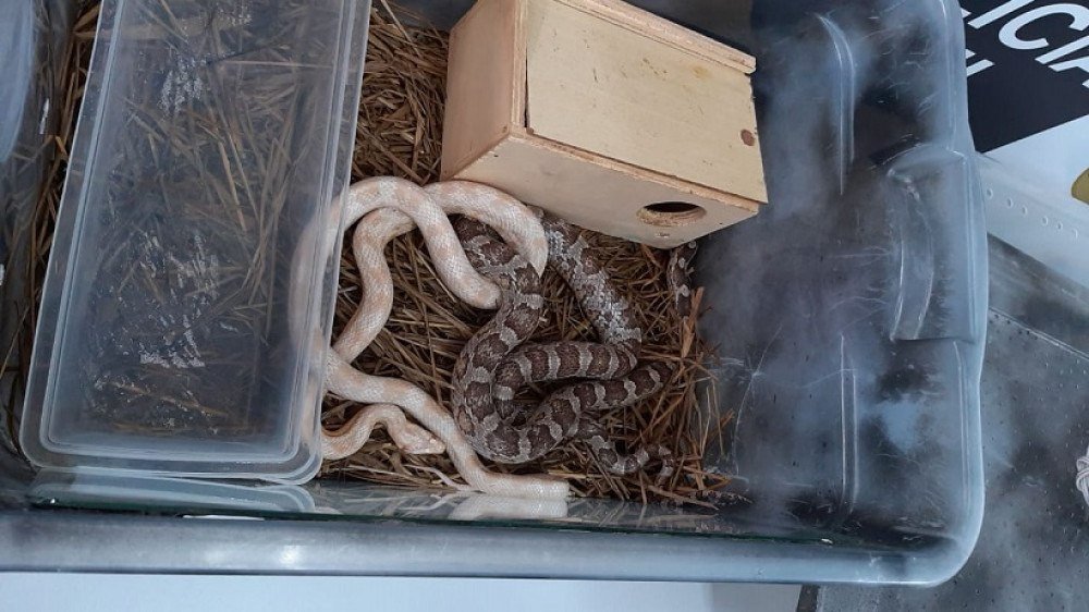 Cobra coral é capturada em quintal de casa em Minas Gerais