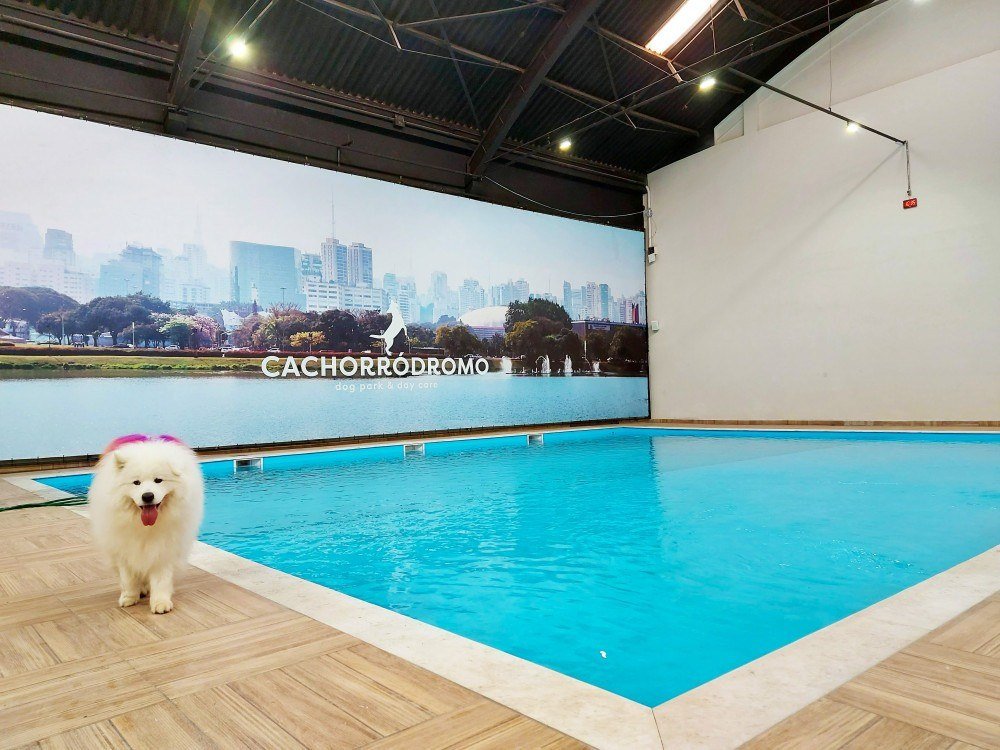 Cachorródromo, em São Paulo