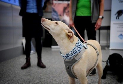 Uso do olfato de cães para detectar outras doenças, como alguns tipos de tumor, já era pesquisado antes da crise sanitária causada pela covid-19 - (crédito: ANTTI AIMO-KOIVISTO/AFP) Uso do olfato de cães para detectar outras doenças, como alguns tipos de tumor, já era pesquisado antes da crise sanitária causada pela covid-19 - (crédito: ANTTI AIMO-KOIVISTO/AFP)