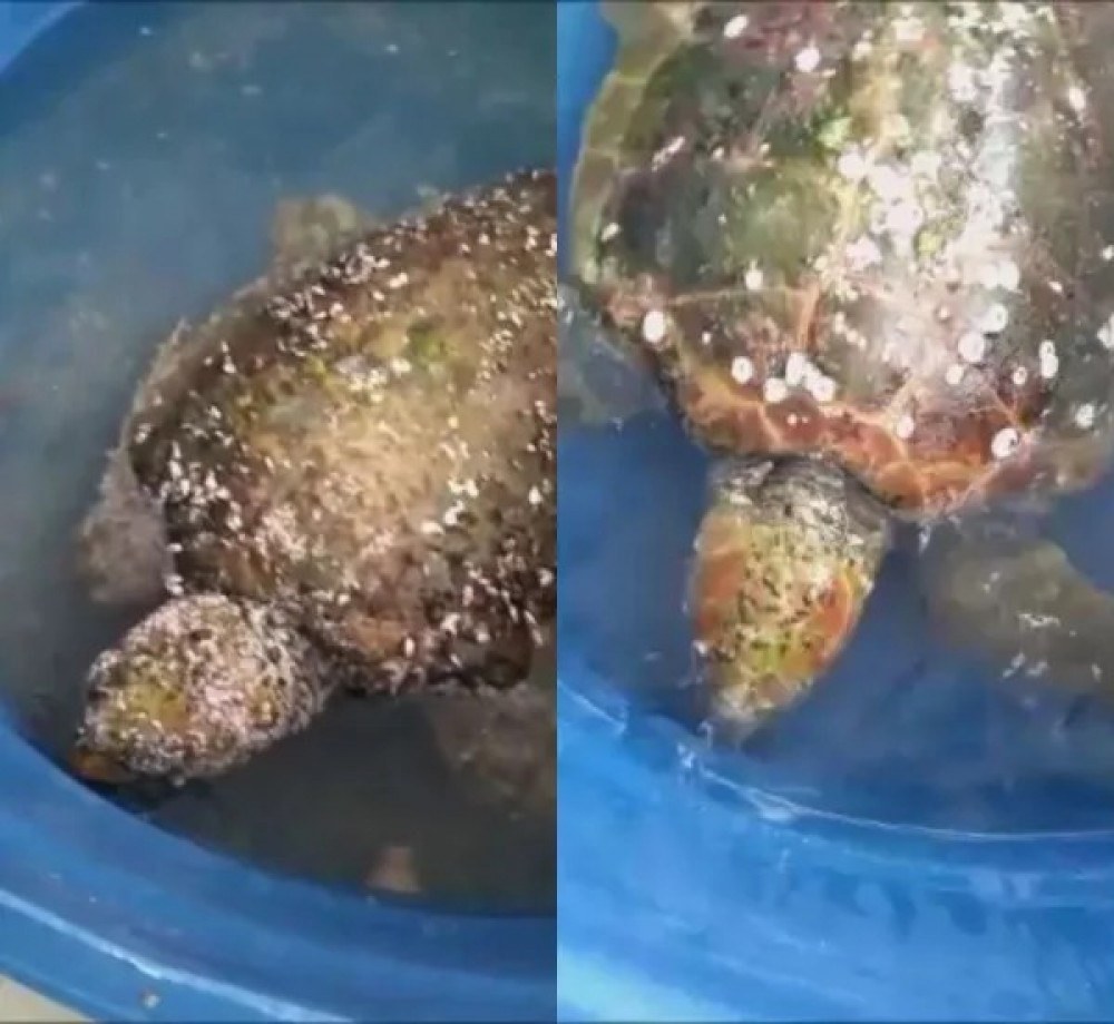 Biólogos retiram 5kg de parasitas em tartaruga encontrada no litoral de SP