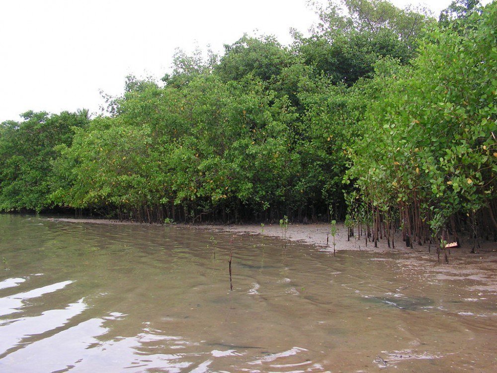 Governo quer derrubar proteção a áreas de manguezais e restingas