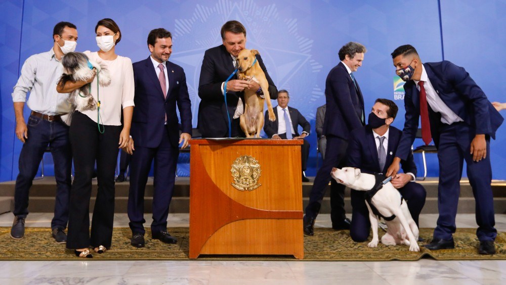 Bolsonaro late ao sancionar lei que endurece penas para maus tratos a cães e gatos: 