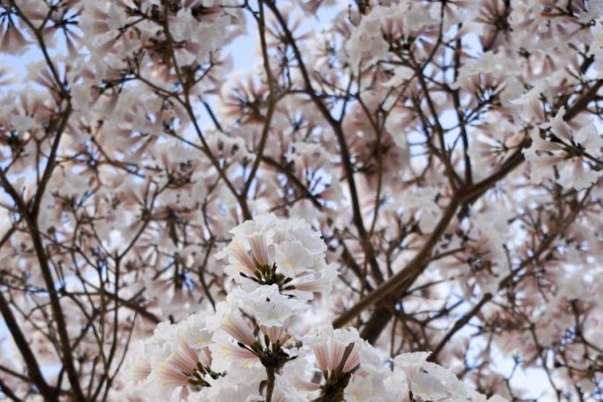 Ipês brancos levam elegância às ruas do DF, como mostram cliques na 110 Norte