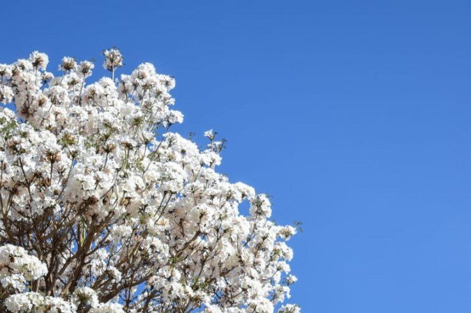 Ipês brancos levam elegância às ruas do DF, como mostram cliques na 110 Norte