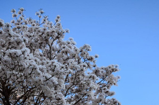 Ipês brancos levam elegância às ruas do DF, como mostram cliques na 110 Norte