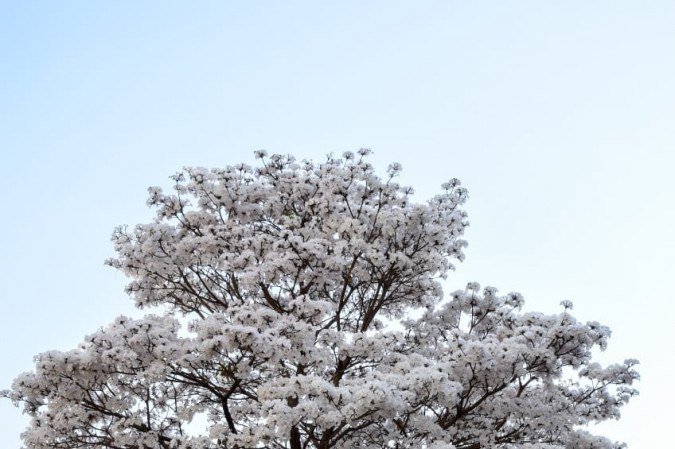 Ipês brancos levam elegância às ruas do DF, como mostram cliques na 110 Norte