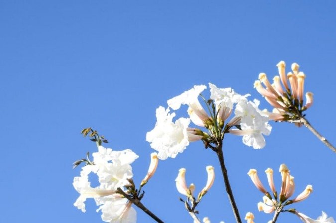 Ipês brancos levam elegância às ruas do DF, como mostram cliques na 110 Norte