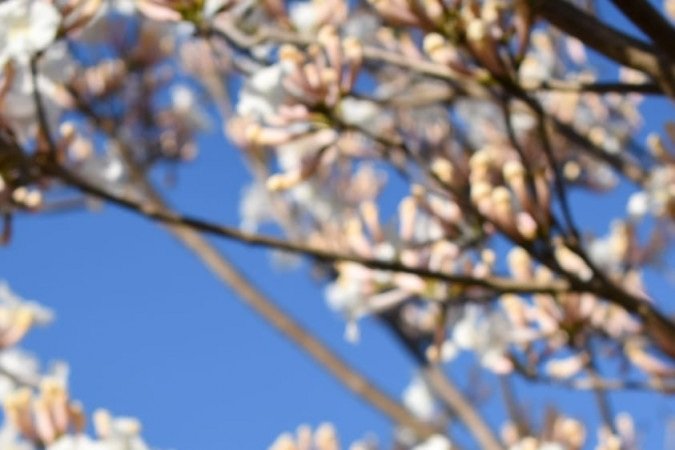 Ipês brancos levam elegância às ruas do DF, como mostram cliques na 110 Norte