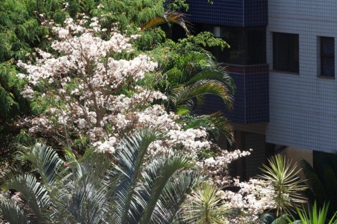 Na 111 Norte, árvores embelezam as vistas das janelas