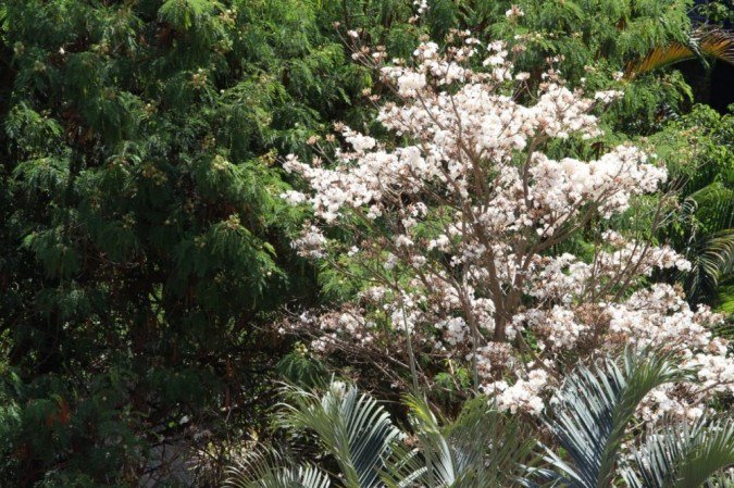 Na 111 Norte, árvores embelezam as vistas das janelas