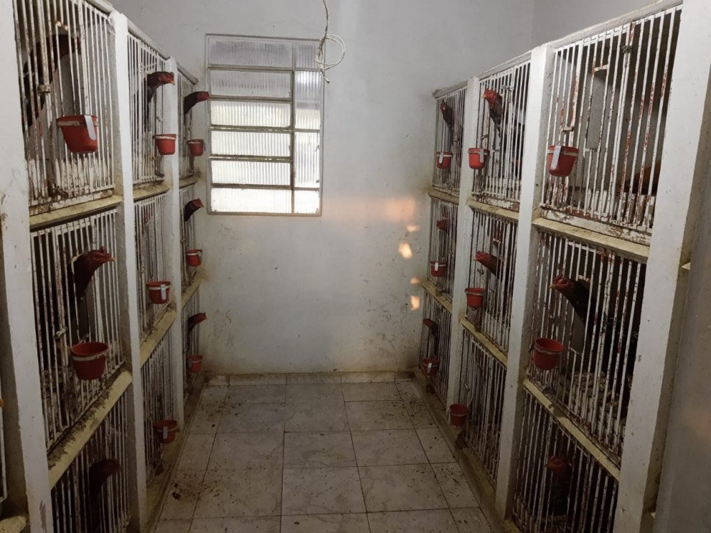 PCPR deflagra operação contra grupo que promovia rinhas de galo por todo o Brasil
