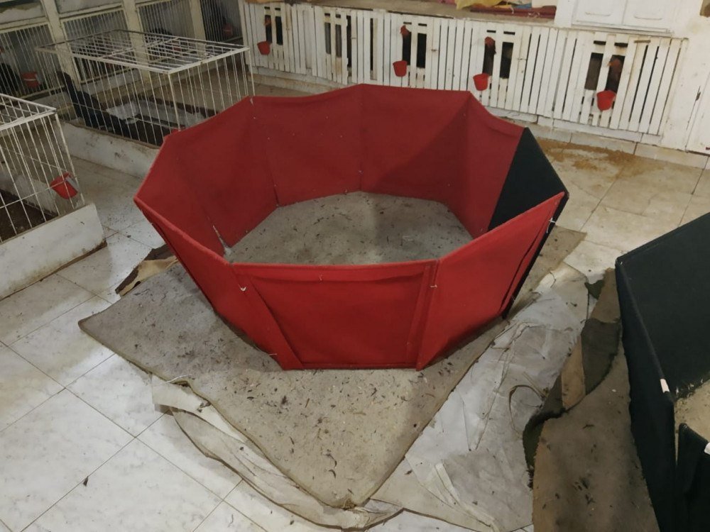 PCPR deflagra operação contra grupo que promovia rinhas de galo por todo o Brasil
