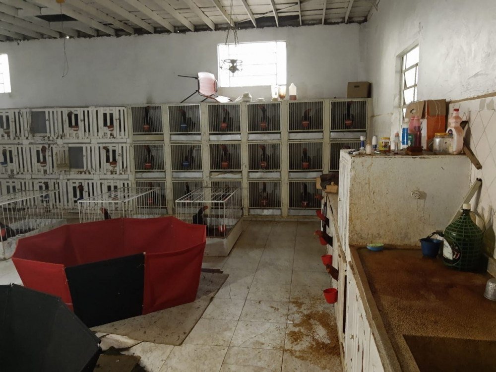 PCPR deflagra operação contra grupo que promovia rinhas de galo por todo o Brasil
