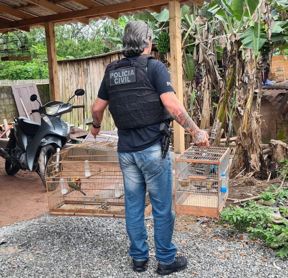 PCPR deflagra operação contra grupo que promovia rinhas de galo por todo o Brasil
