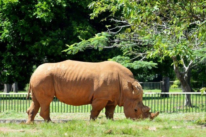 Rinoceronte resgatado de um circo 