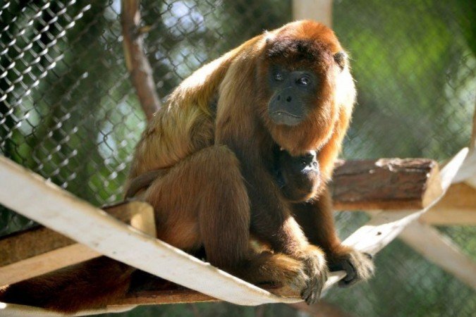 Macaco Bugio ruivo