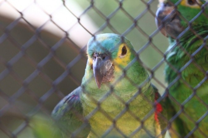 Mesmo com o calor, os brasilienses visitaram o Jardim Zoológico de Brasília, que estava fechado há seis meses