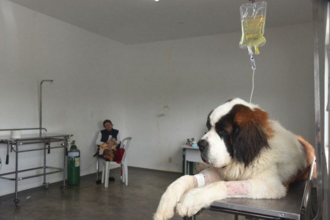 O hospital foi criado em 2018 e já atendeu mais de 33 mil animais - (crédito: Ed Alves/CB/DA.Press) O hospital foi criado em 2018 e já atendeu mais de 33 mil animais - (crédito: Ed Alves/CB/DA.Press)