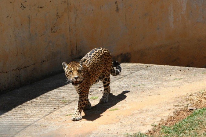 Mesmo com o calor, os brasilienses visitaram o Jardim Zoológico de Brasília, que estava fechado há seis meses