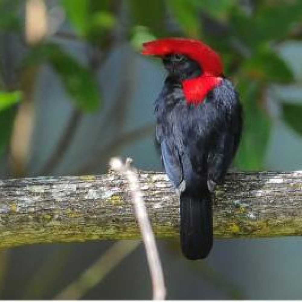 Barbet Apostas