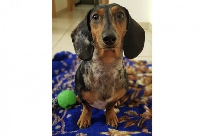 Apesar de pegar logo no sono, Slinky Tobias fica muito agitado enquanto dorme - (crédito: Instagram/Reprodução) Apesar de pegar logo no sono, Slinky Tobias fica muito agitado enquanto dorme - (crédito: Instagram/Reprodução)