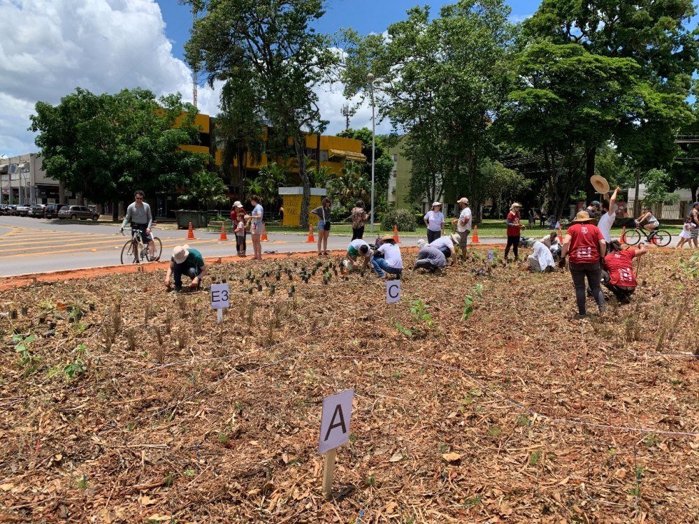 As espécies nativas da savana brasileira foram plantadas na primeira quinzena de fevereiro na rotatória da 210/211 Norte