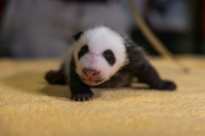 (crédito: Smithsonian's National Zoo/AFP) (crédito: Smithsonian's National Zoo/AFP)