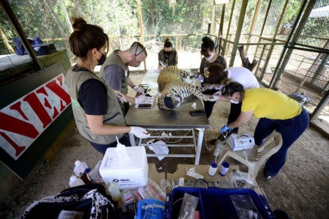Apenas após tratamento, veterinários poderão avaliar se as onças poderão voltar para a natureza