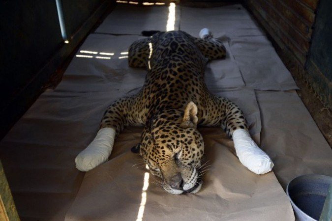 Apenas após tratamento, veterinários poderão avaliar se as onças poderão voltar para a natureza