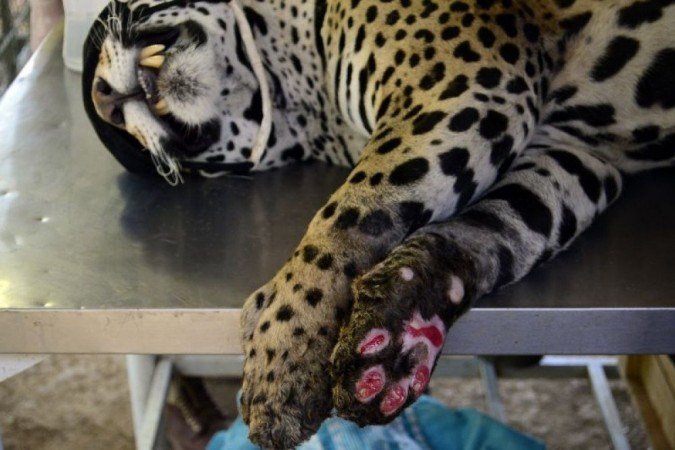 Apenas após tratamento, veterinários poderão avaliar se as onças poderão voltar para a natureza