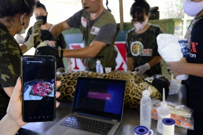 Apenas após tratamento, veterinários poderão avaliar se as onças poderão voltar para a natureza