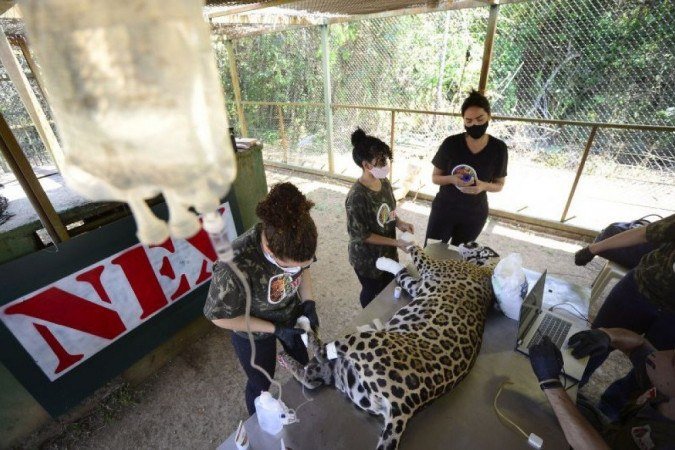 Apenas após tratamento, veterinários poderão avaliar se as onças poderão voltar para a natureza