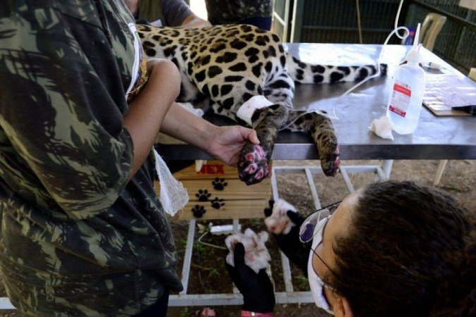 Apenas após tratamento, veterinários poderão avaliar se as onças poderão voltar para a natureza