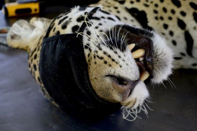 Apenas após tratamento, veterinários poderão avaliar se as onças poderão voltar para a natureza