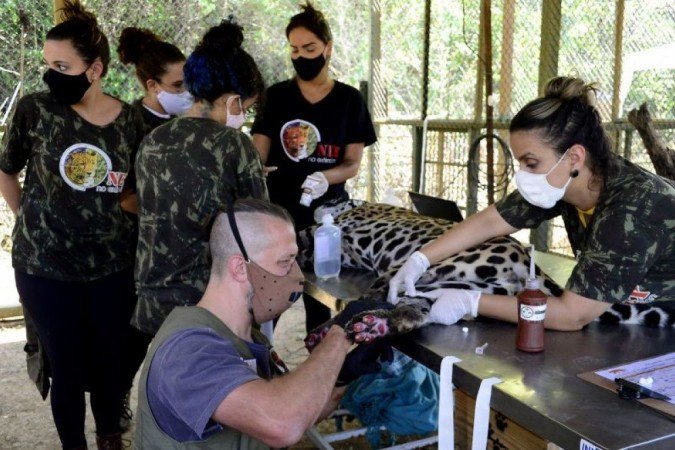 Apenas após tratamento, veterinários poderão avaliar se as onças poderão voltar para a natureza