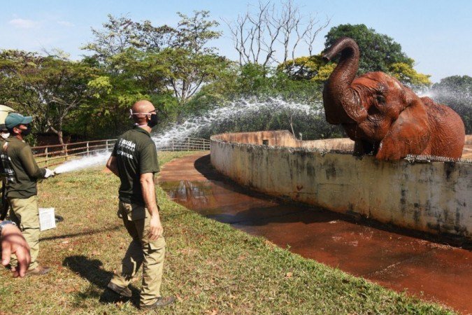 Elefante Chocolate se refresca com banho de mangueira.  -  (crédito: Ed Alves/CB/D.A. Press)