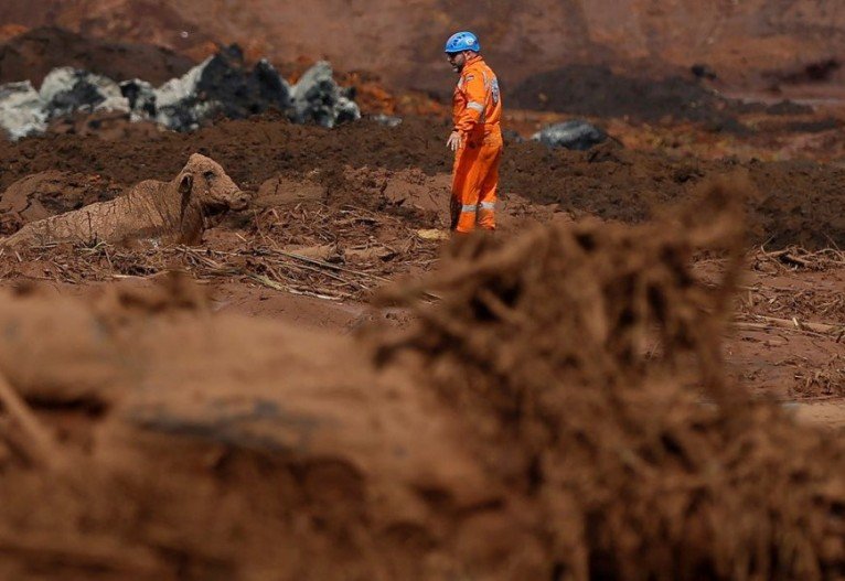 Um boi &eacute; visto na lama depois do rompimento de barragem de rejeitos de min&eacute;rio de ferro de propriedade da mineradora Vale, em Brumadinho (MG).