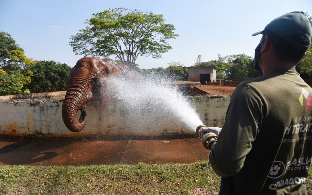 Ele tem o hábito de tomar banho de lama.
