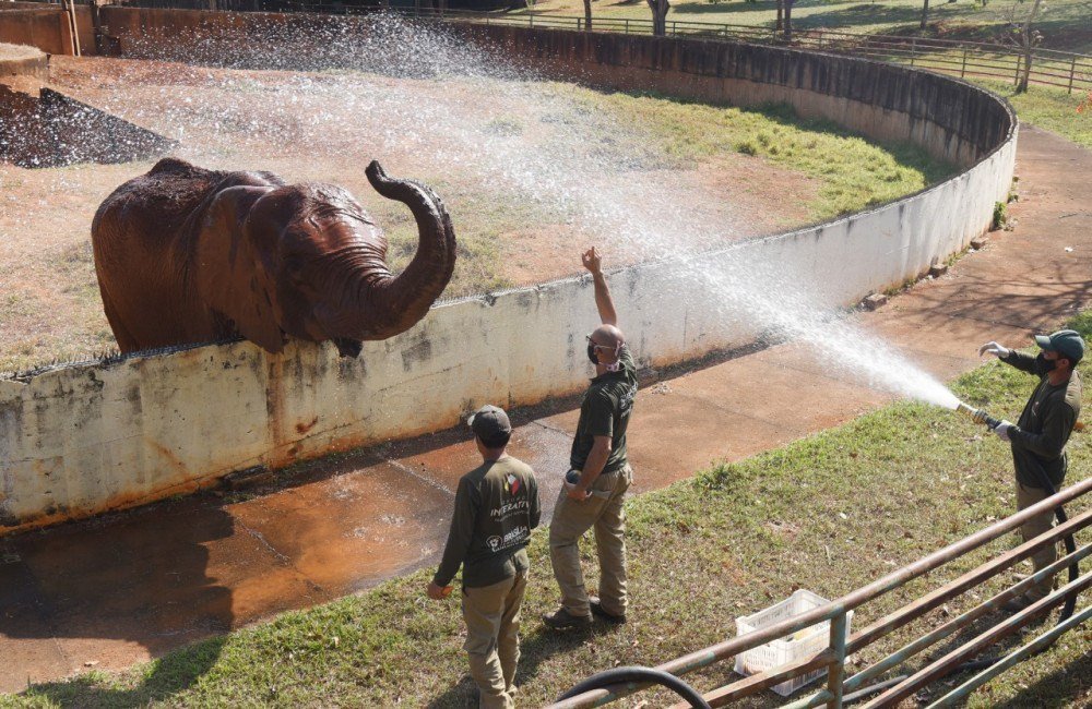 Elefante tomando banho de mangueira no Zoo de Brasília. 