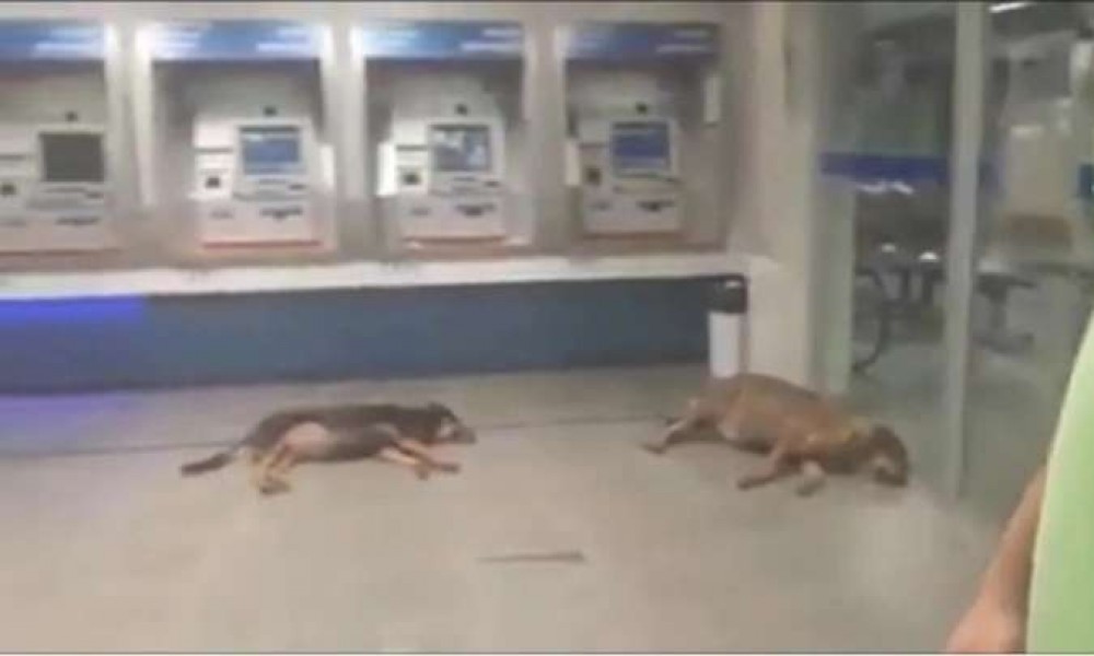 Cães 'invadem' banco em Minas Gerais para ficar no ar condicionado