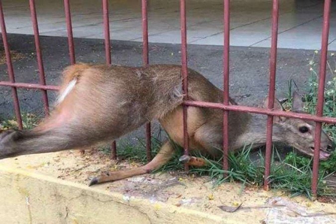  (crédito:  8º BBM/Divulgação)