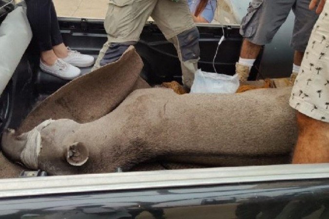 Anta é resgatada no Pantanal