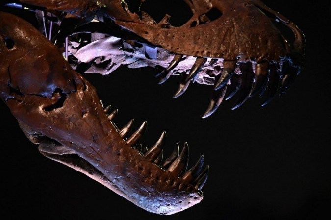 Dinossauro Tiranossauro Rex 02 / Esqueleto de corpo inteiro