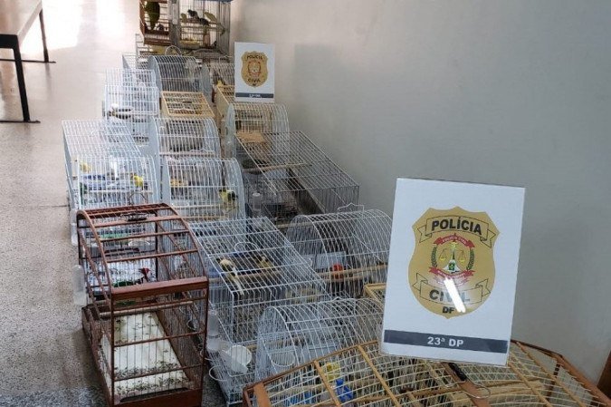 Os pássaros estavam em criadouro clandestino - (crédito: PCDF/Divulgação) Os pássaros estavam em criadouro clandestino - (crédito: PCDF/Divulgação)