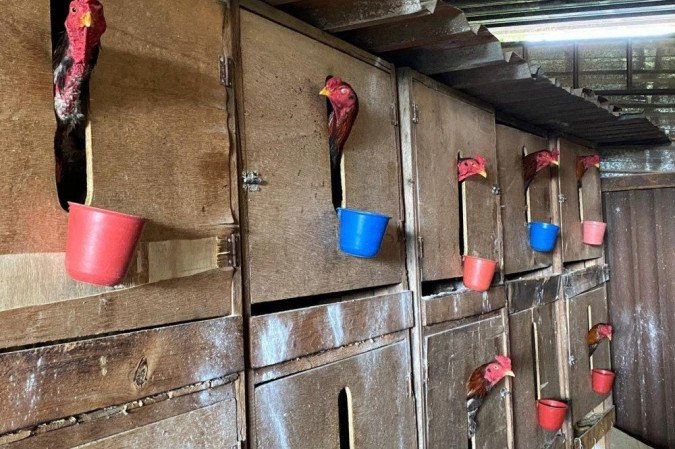O treinamento dos animais envolvia uma rotina de maus-tratos - (crédito: PCDF/Divulgação) O treinamento dos animais envolvia uma rotina de maus-tratos - (crédito: PCDF/Divulgação)